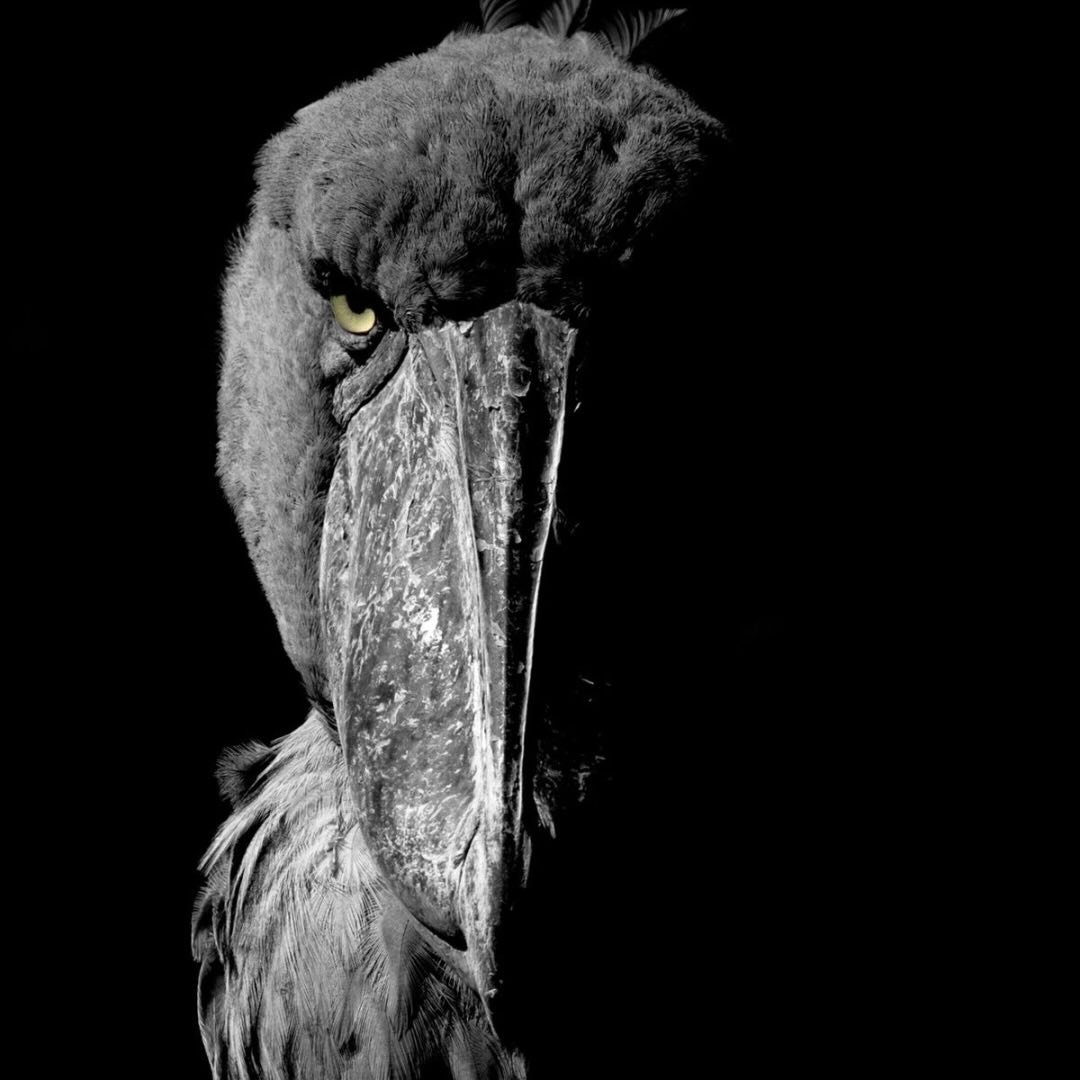 Profile photo of @tgpu